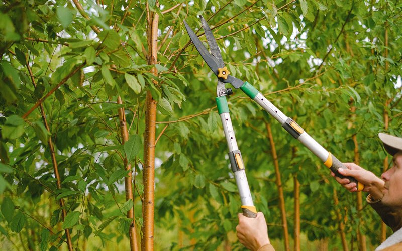 Tree trimming in Amherst, CO